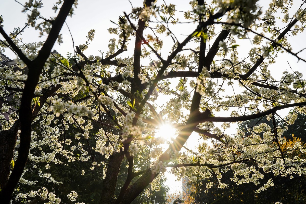 单元门口的李花开了