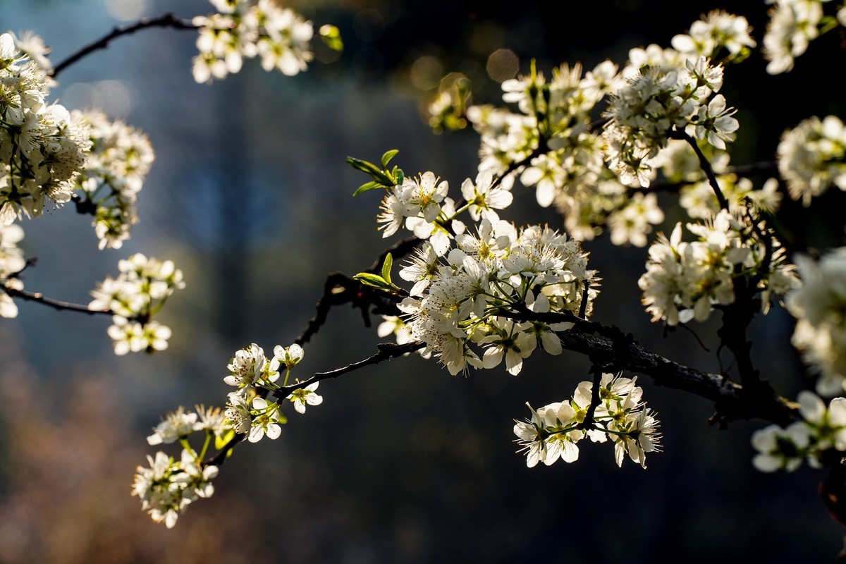 单元门口的李花开了