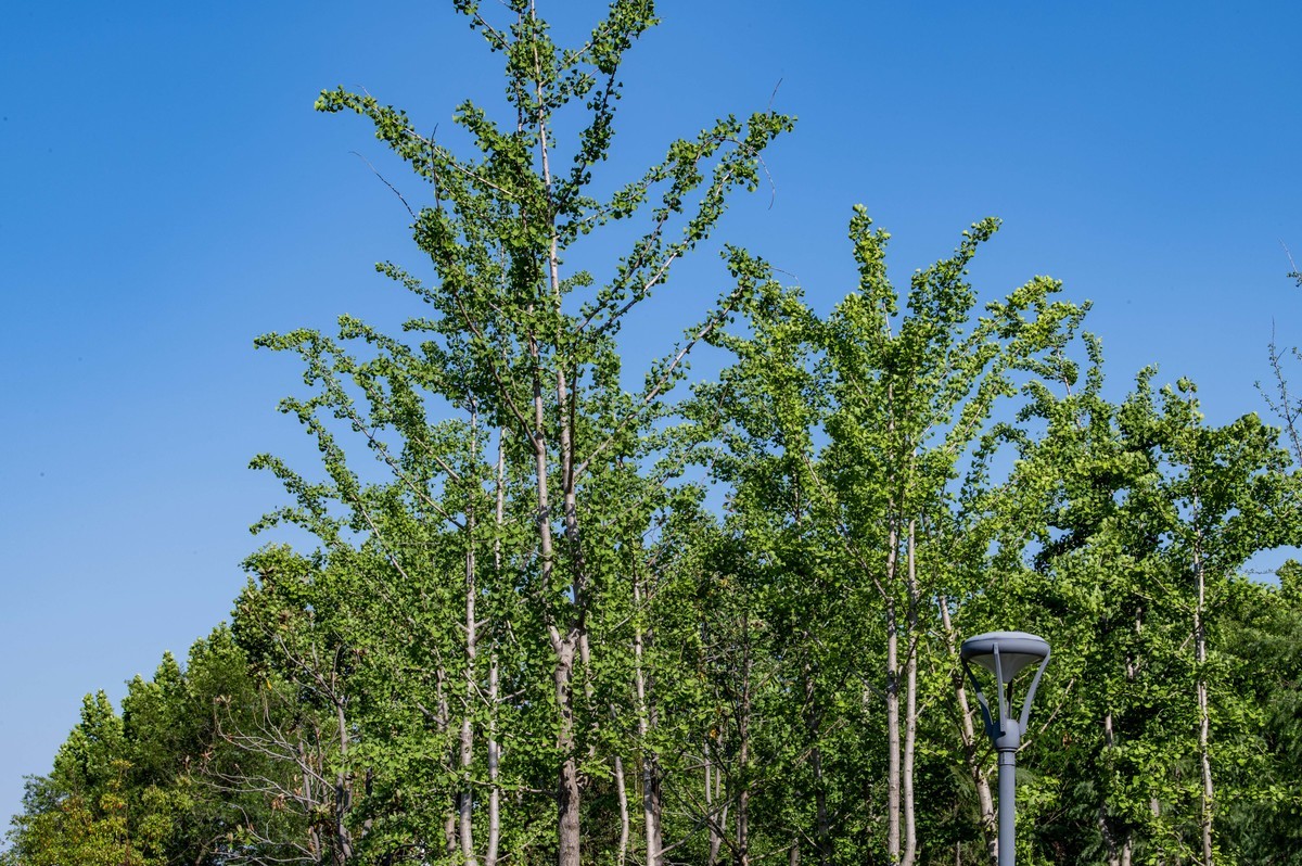 庐州印象（462）濱水公園