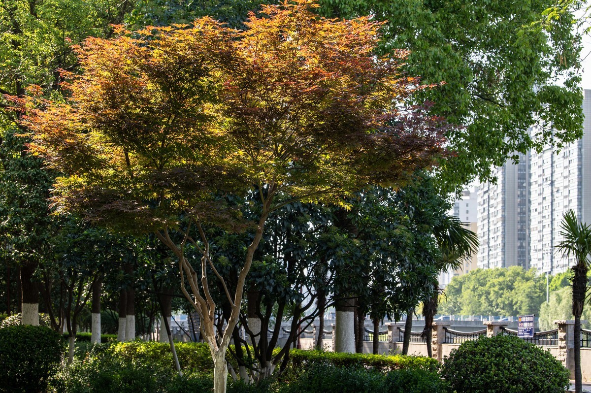 庐州印象（462）濱水公園