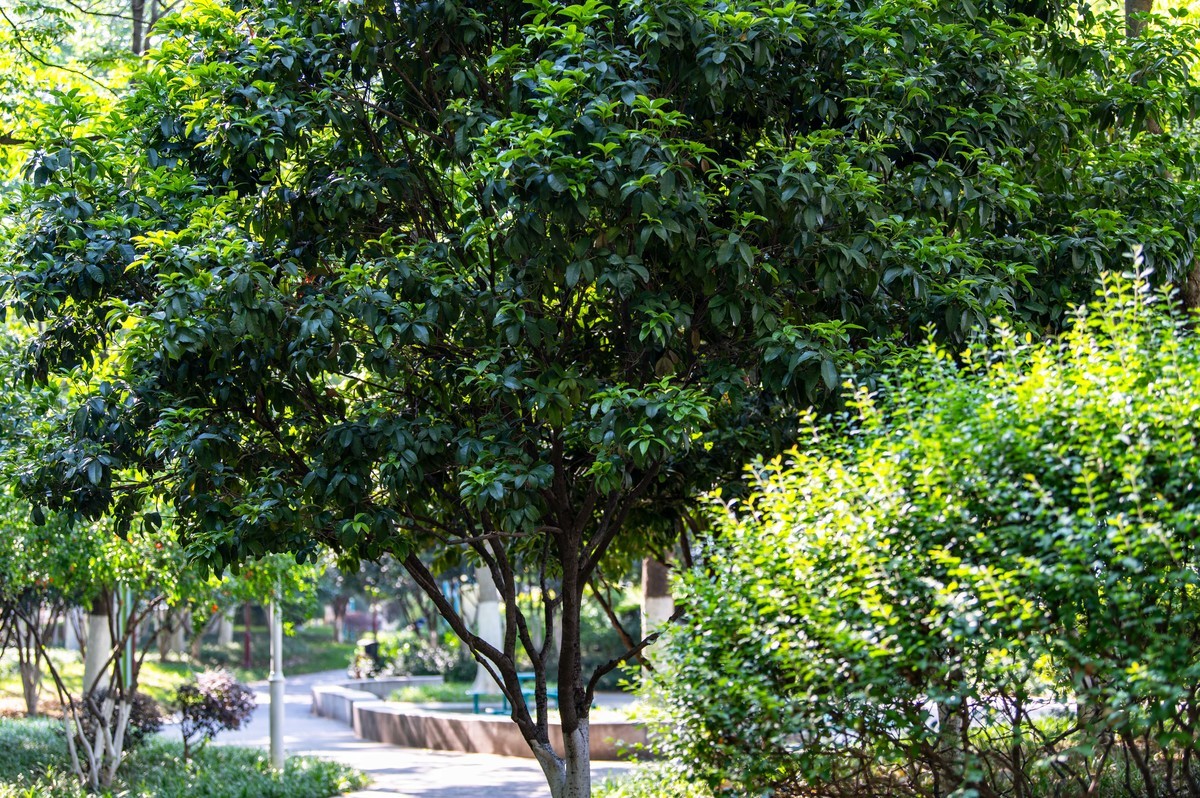 庐州印象（462）濱水公園