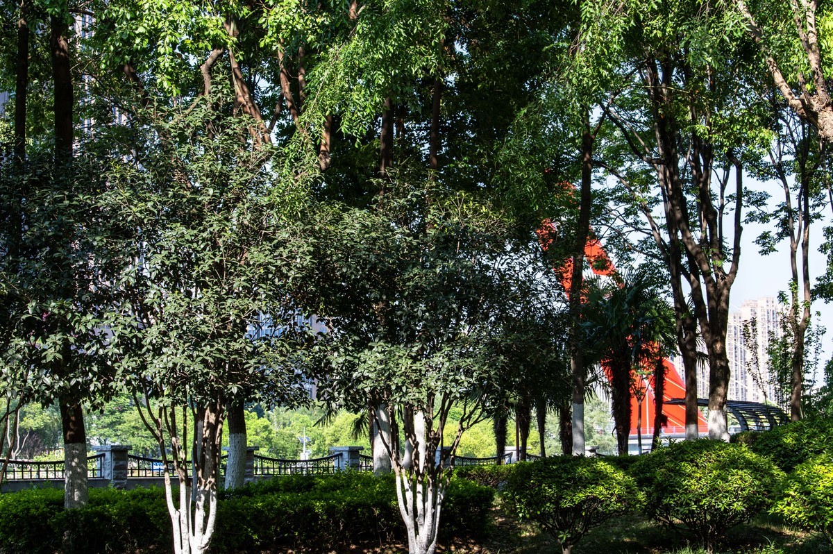 庐州印象（462）濱水公園