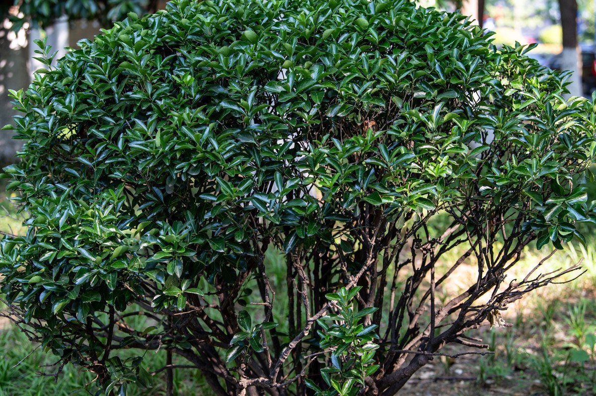 庐州印象（462）濱水公園