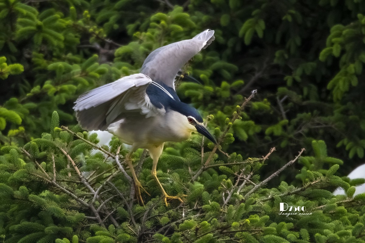 夜鹭与池鹭（8）