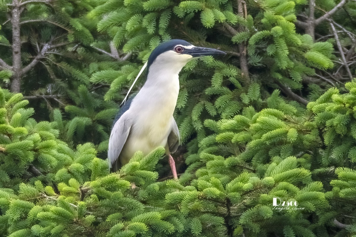 夜鹭与池鹭（8）