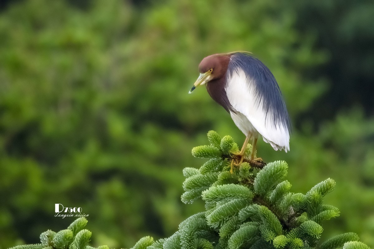 夜鹭与池鹭（8）