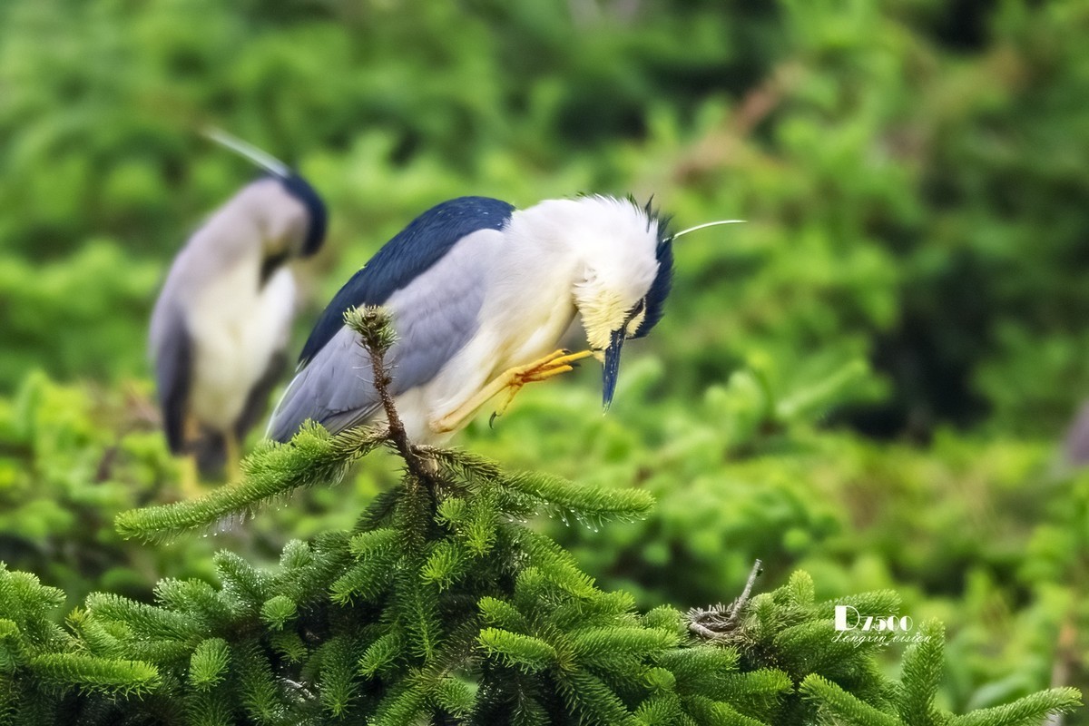 夜鹭与池鹭（8）