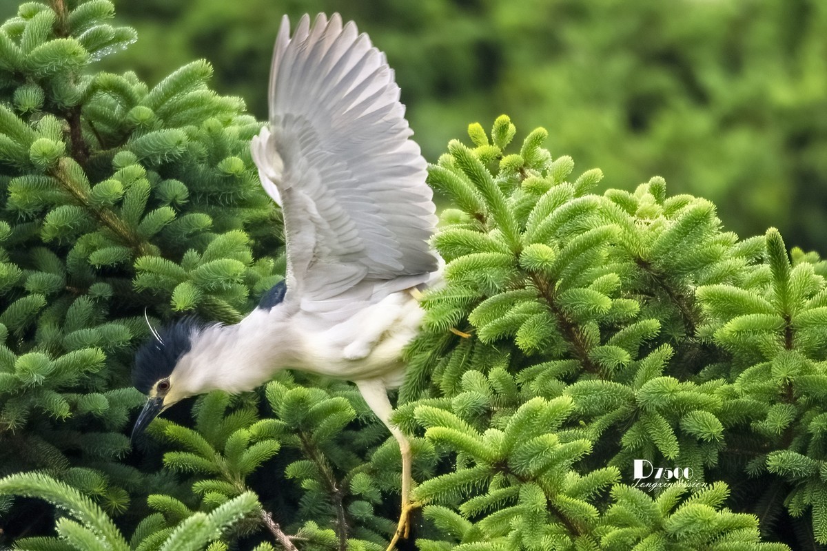 夜鹭与池鹭（8）