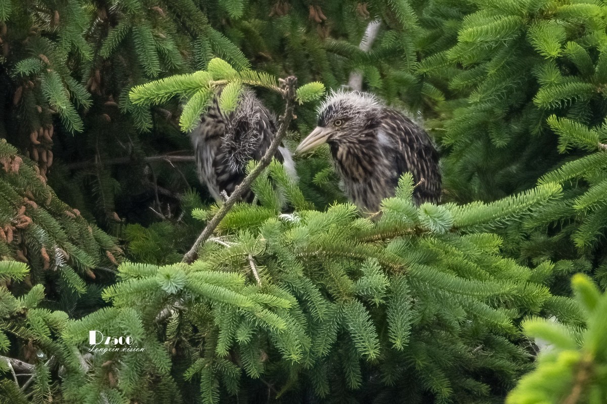 夜鹭与池鹭（8）