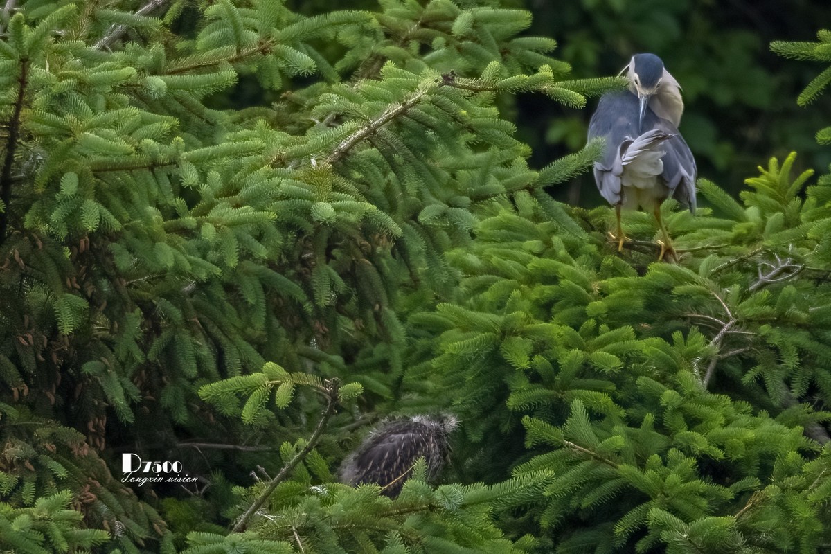 夜鹭与池鹭（8）