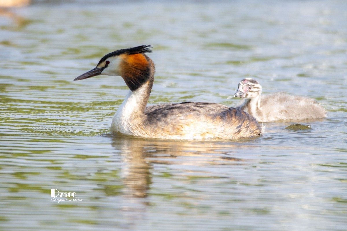 可爱的PI鹈（77）