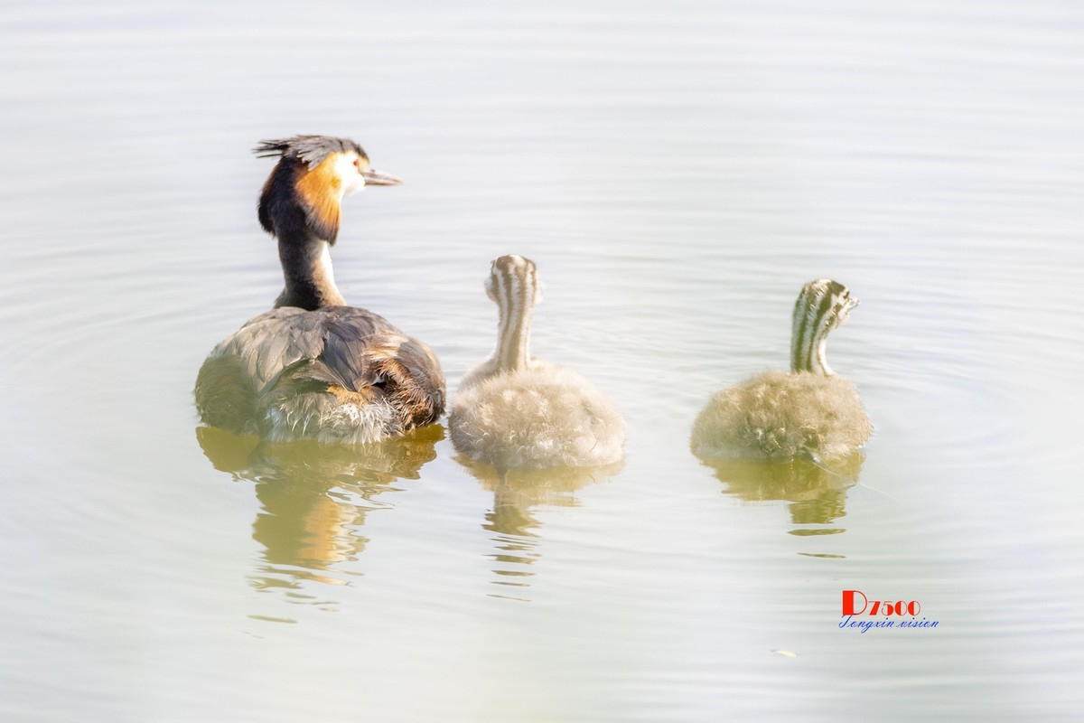 可爱的PI鹈（77）