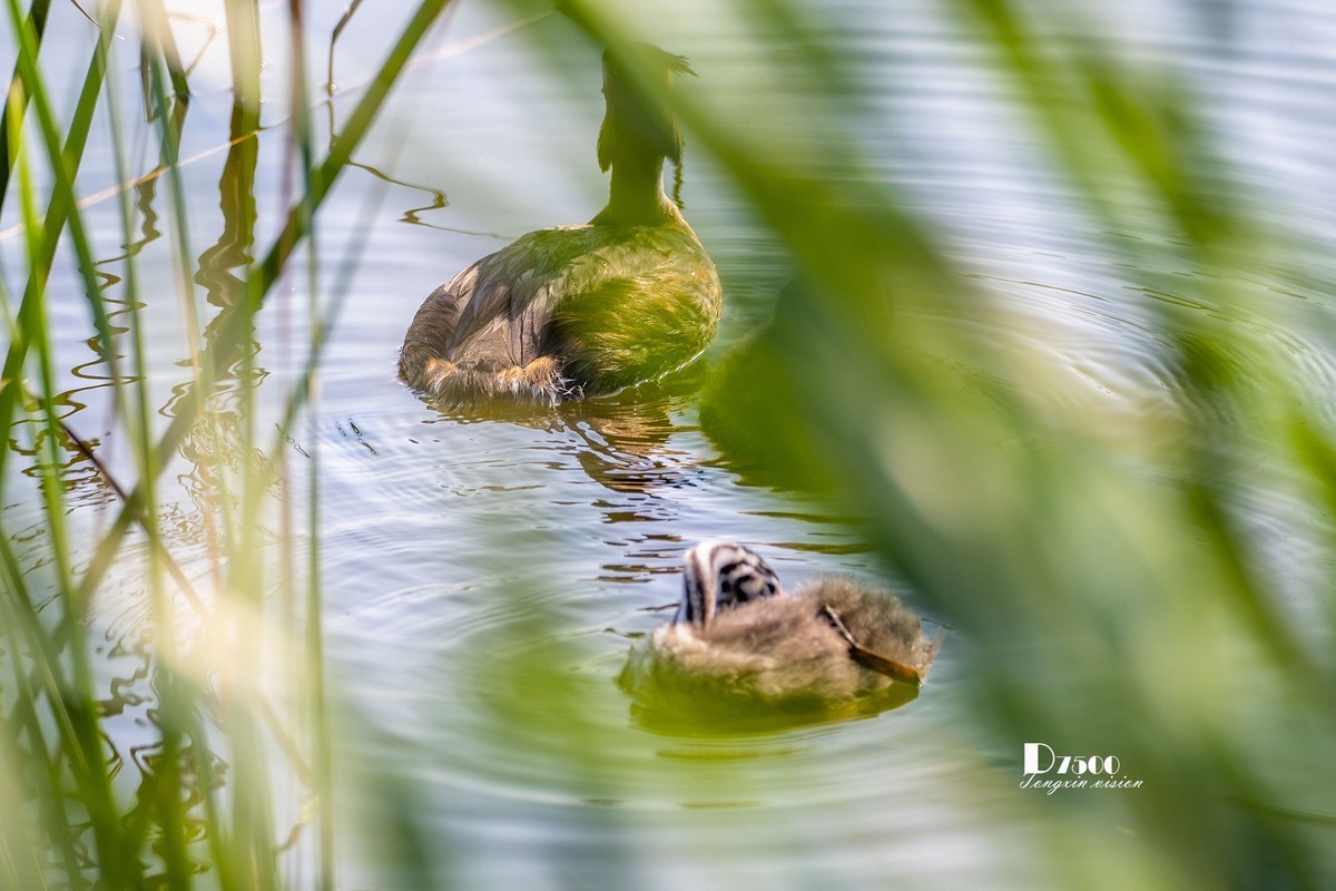 可爱的PI鹈（77）