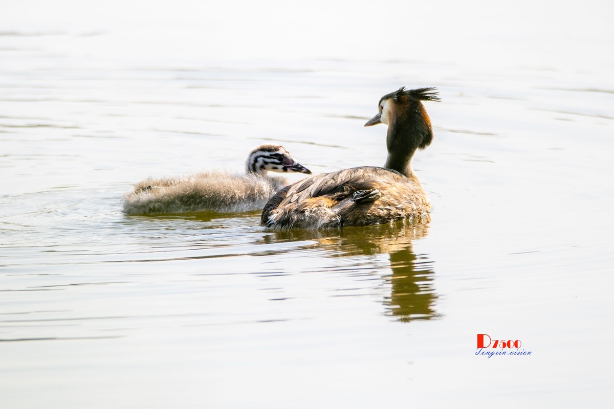 可爱的PI鹈（77）