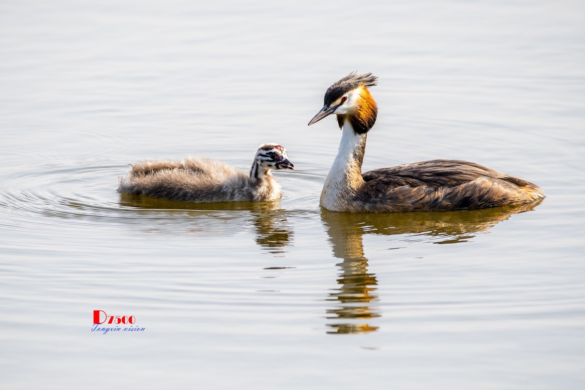 可爱的PI鹈（77）