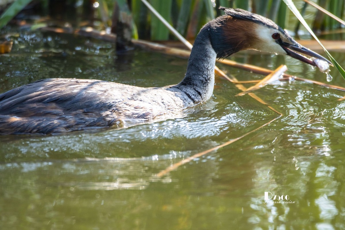 可爱的PI鹈（77）