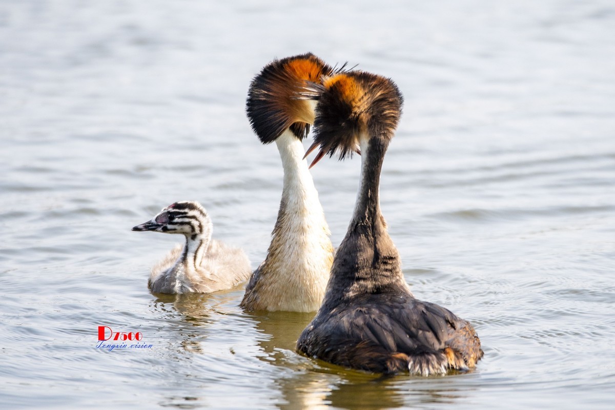 可爱的PI鹈（77）