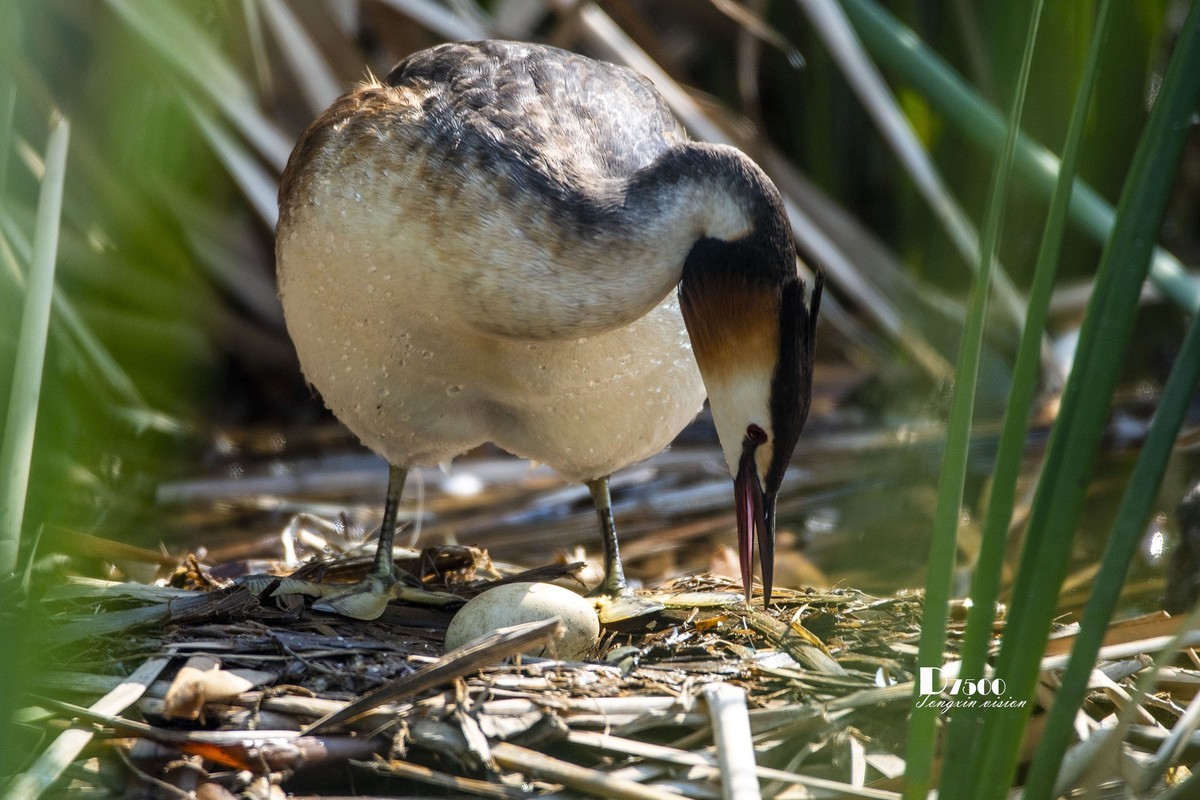 可爱的PI鹈（77）