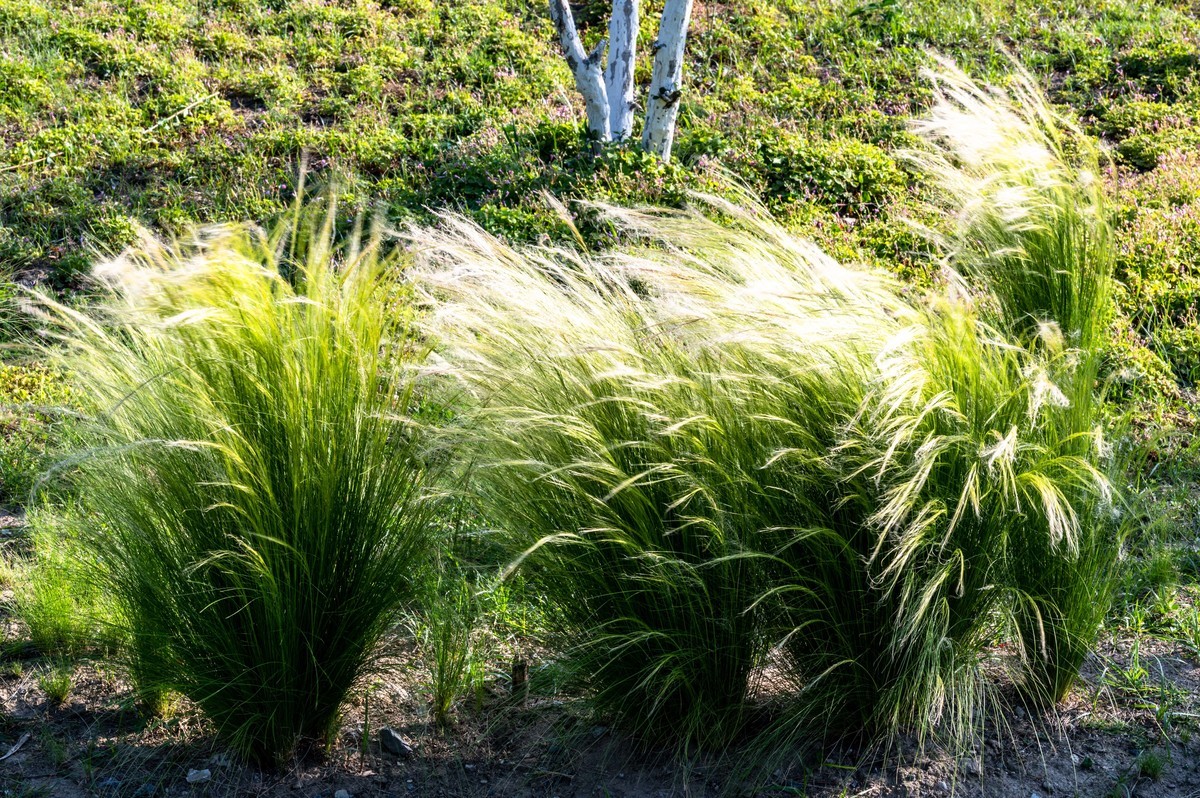 庐州印象（463）濱河公園