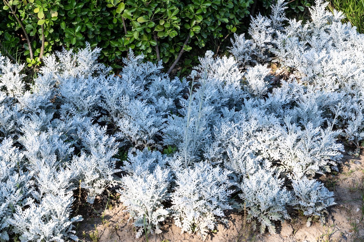 庐州印象（463）濱河公園