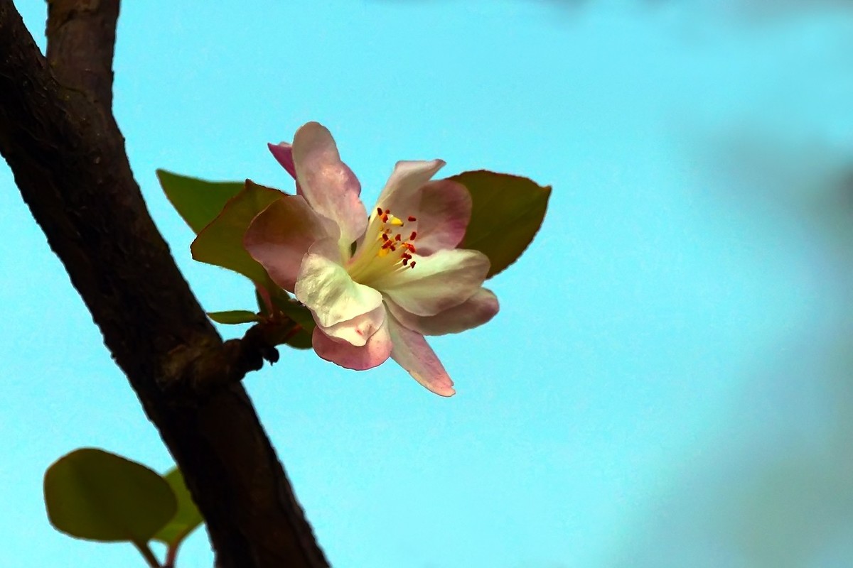 旧片_西府海棠9