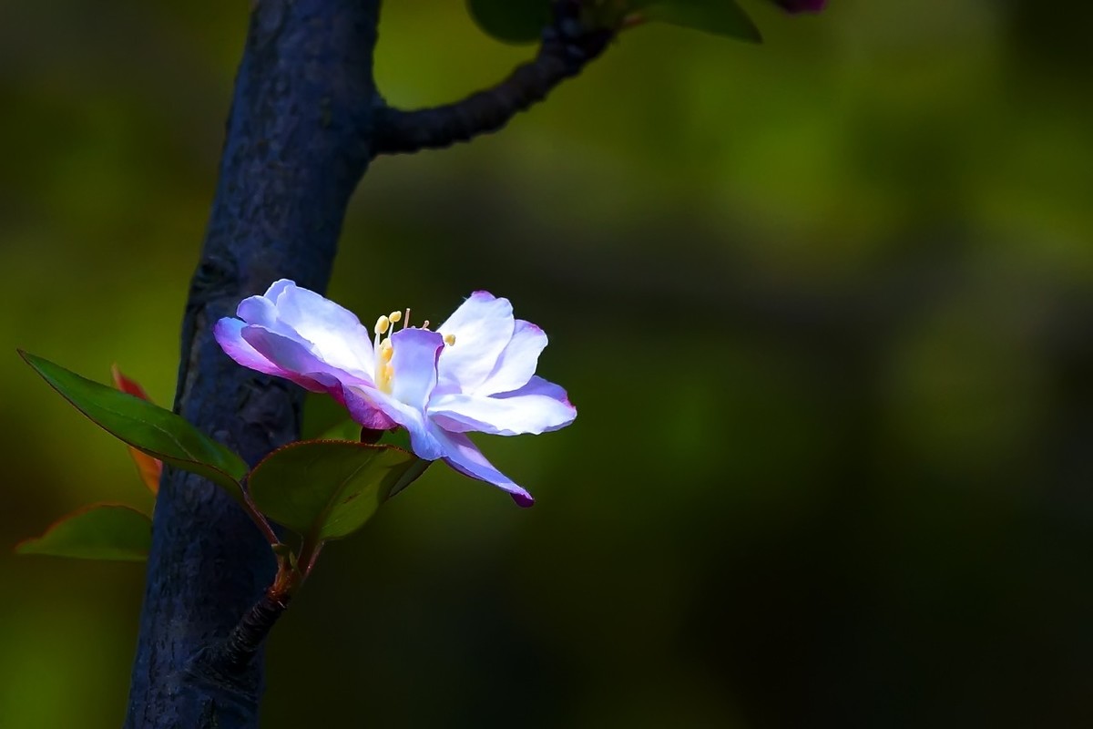 旧片_西府海棠9