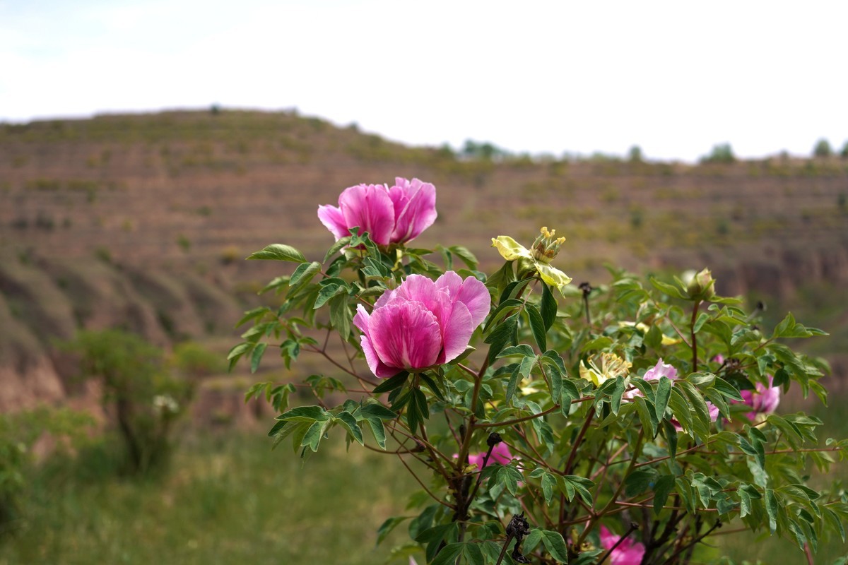 落尽残红始吐芳  佳名唤作百花王