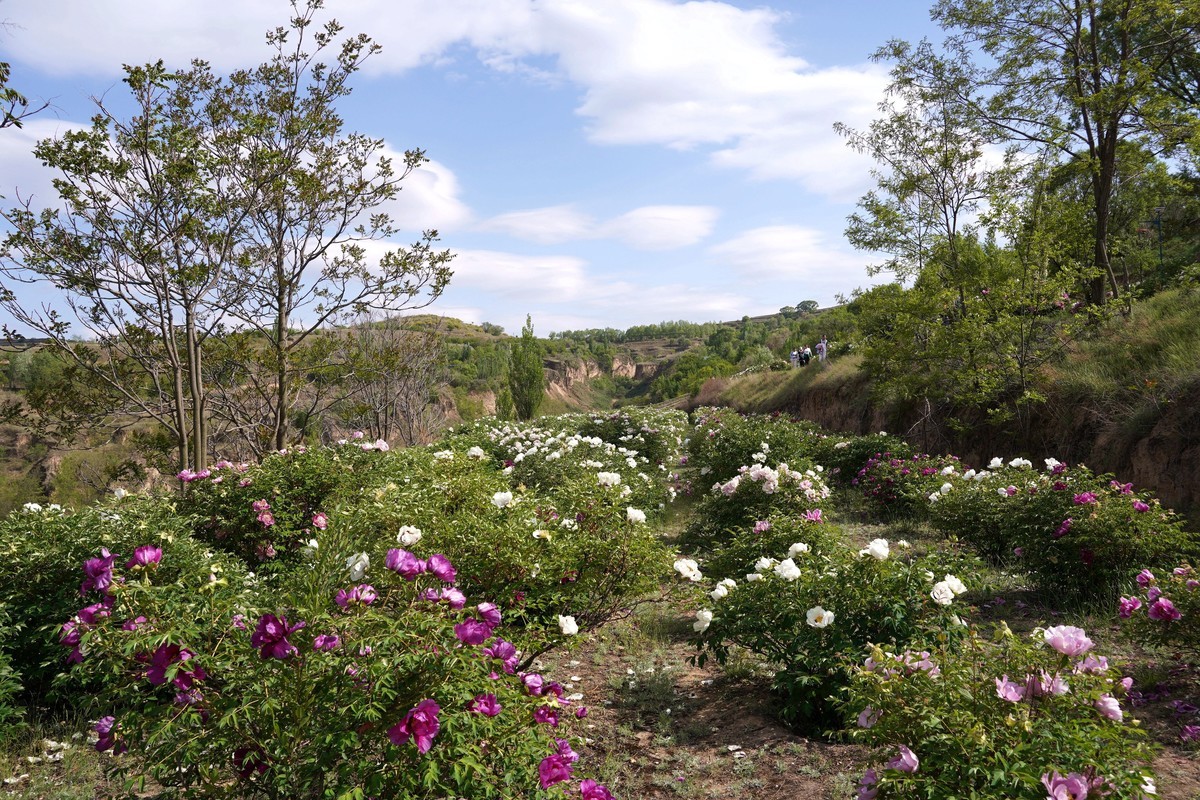 落尽残红始吐芳  佳名唤作百花王