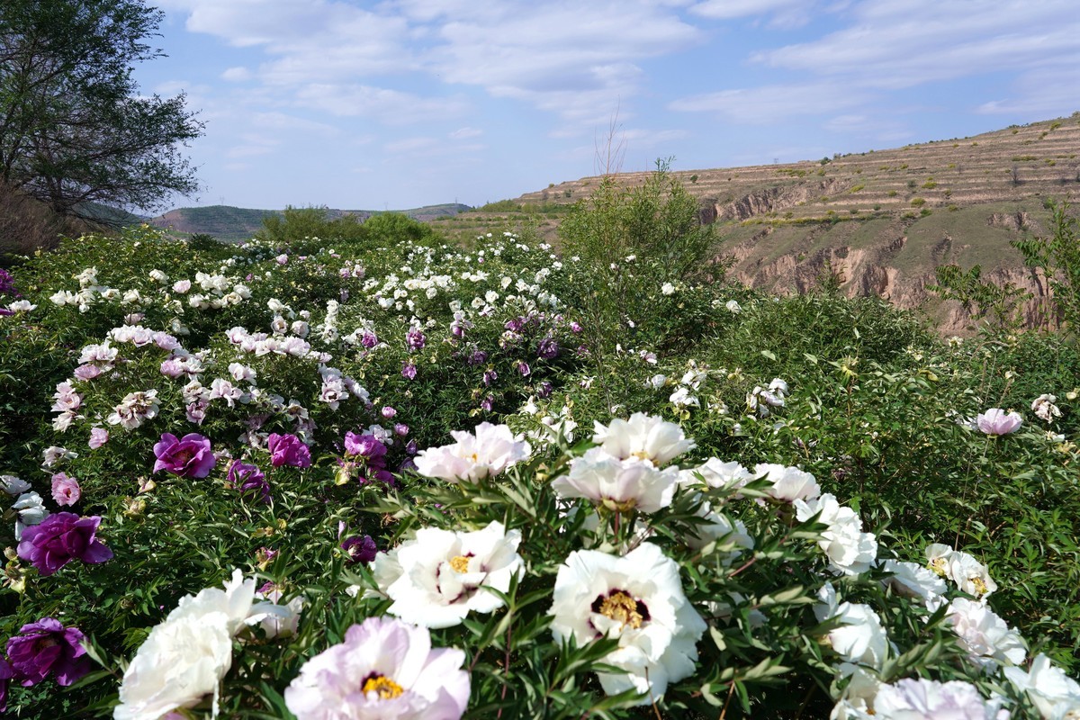 落尽残红始吐芳  佳名唤作百花王