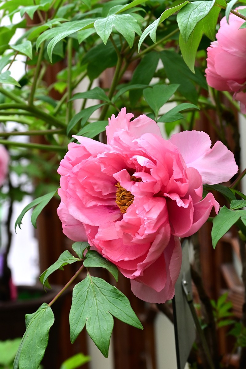 华南植物园牡丹花展图片