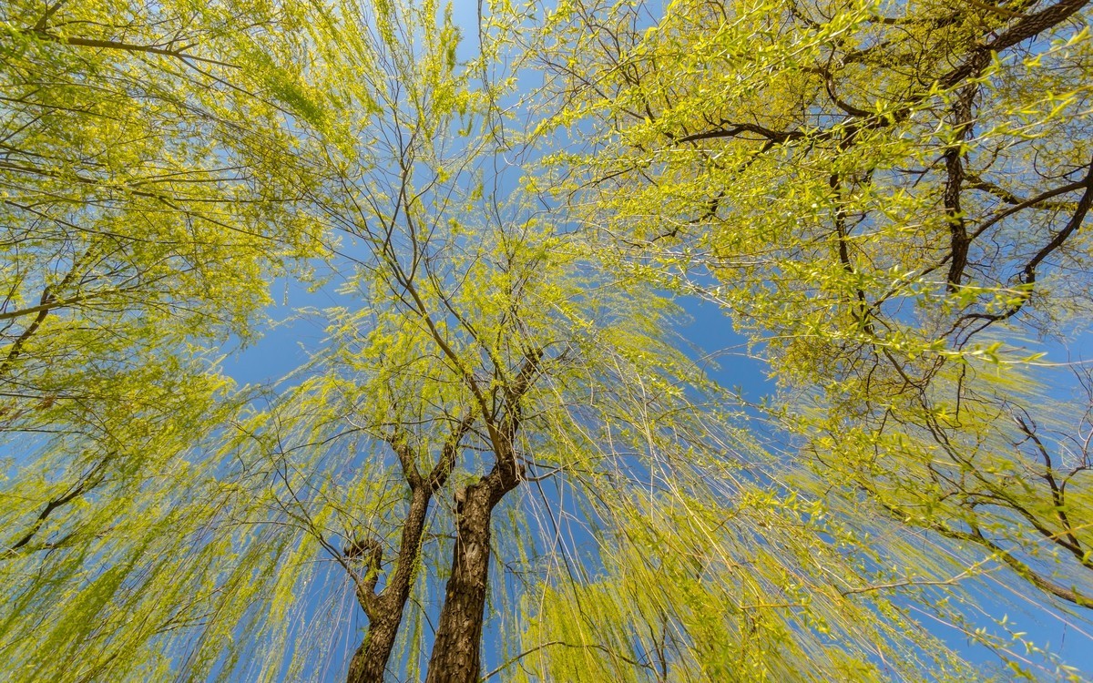 春游玉渊潭20220327 《20》