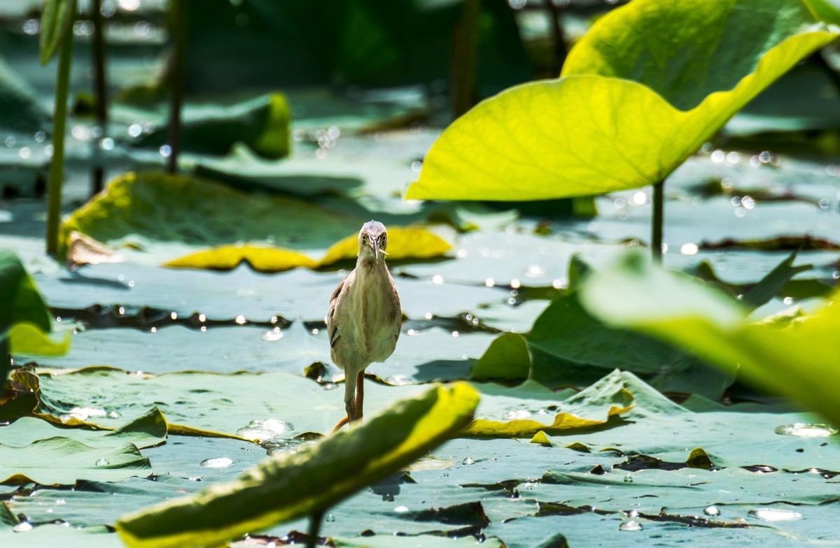 黄苇鹣（十四）