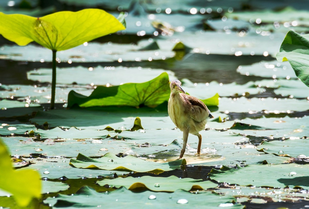黄苇鹣（十四）
