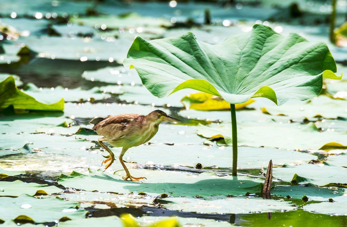 黄苇鹣（十四）
