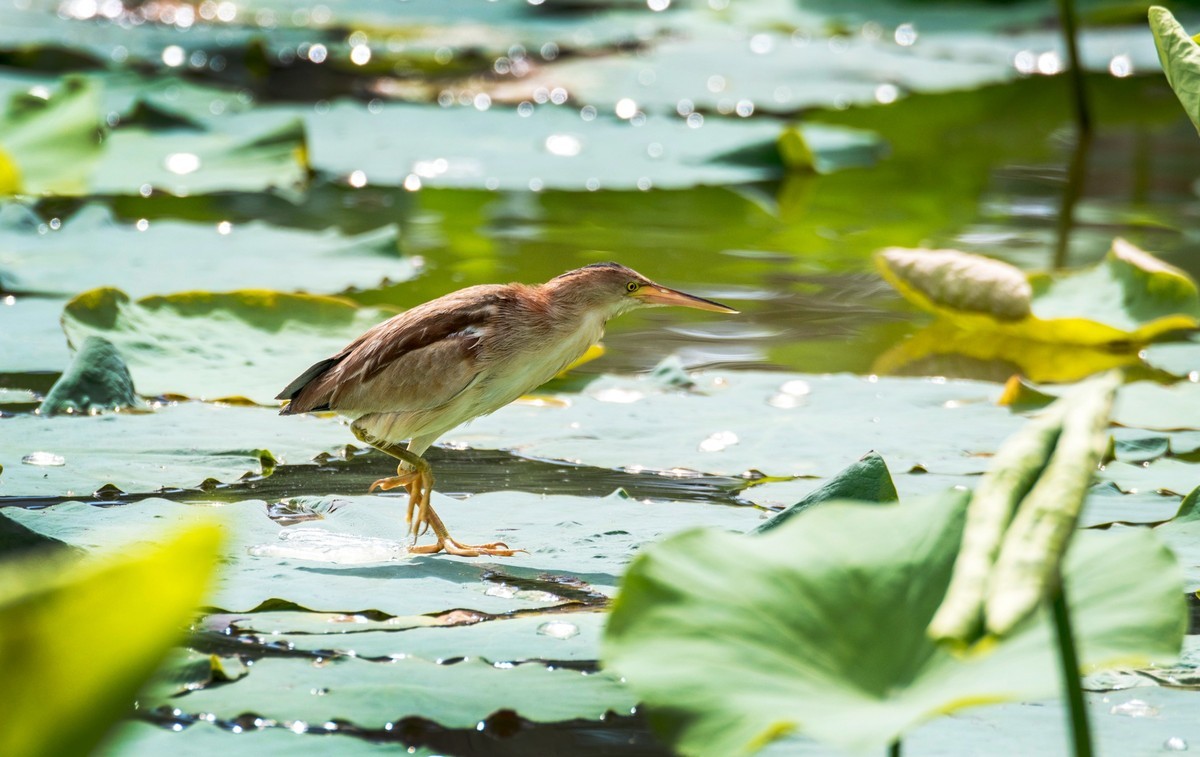 黄苇鹣（十四）