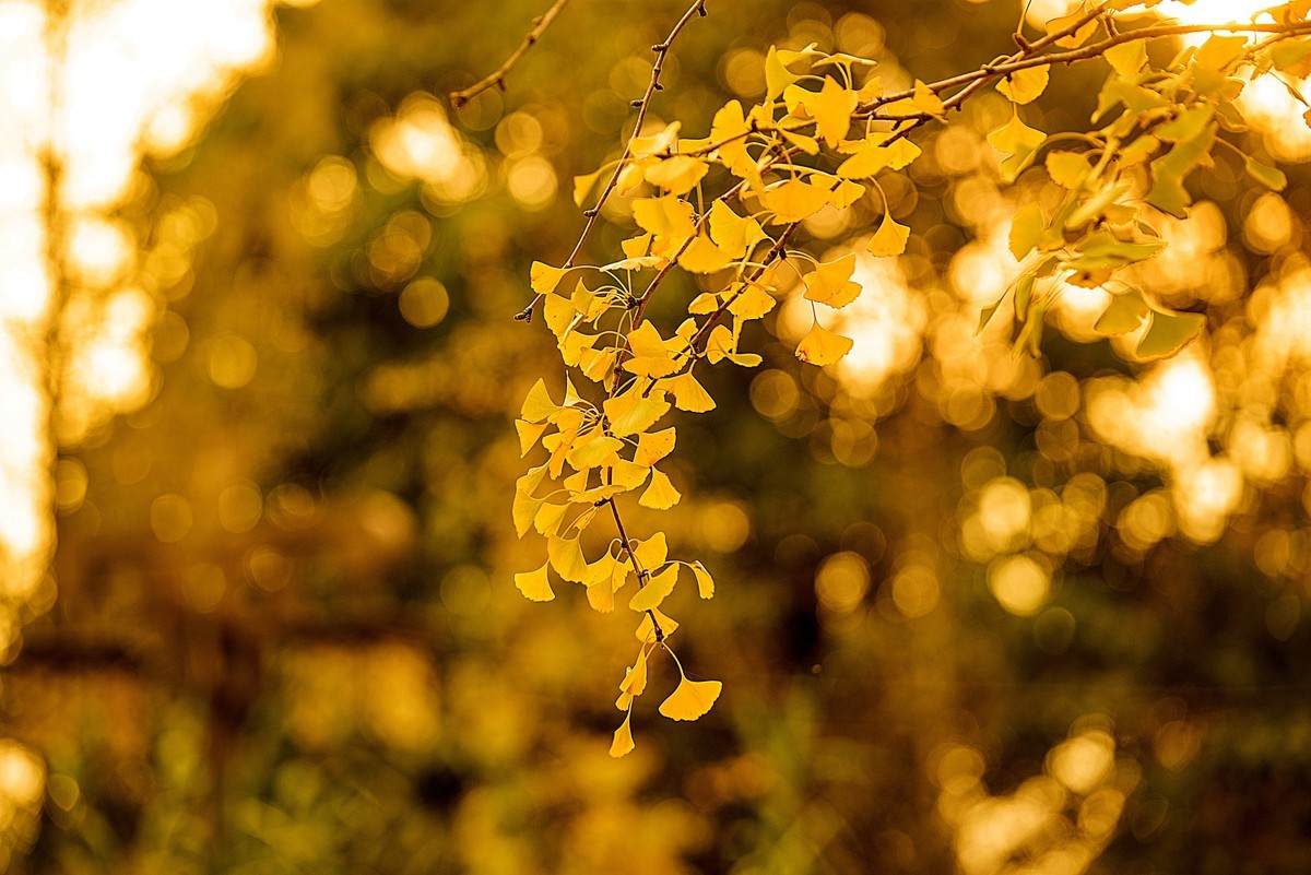 秋天最浪漫的吻