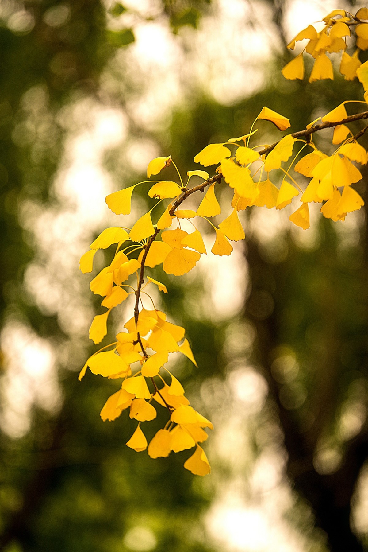 秋天最浪漫的吻