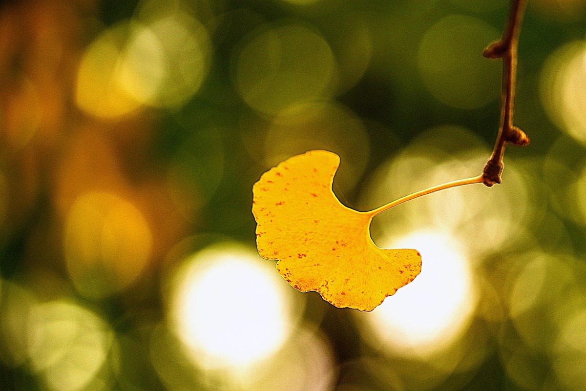 秋天最浪漫的吻