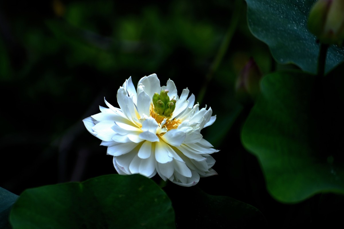 玄武湖荷花
