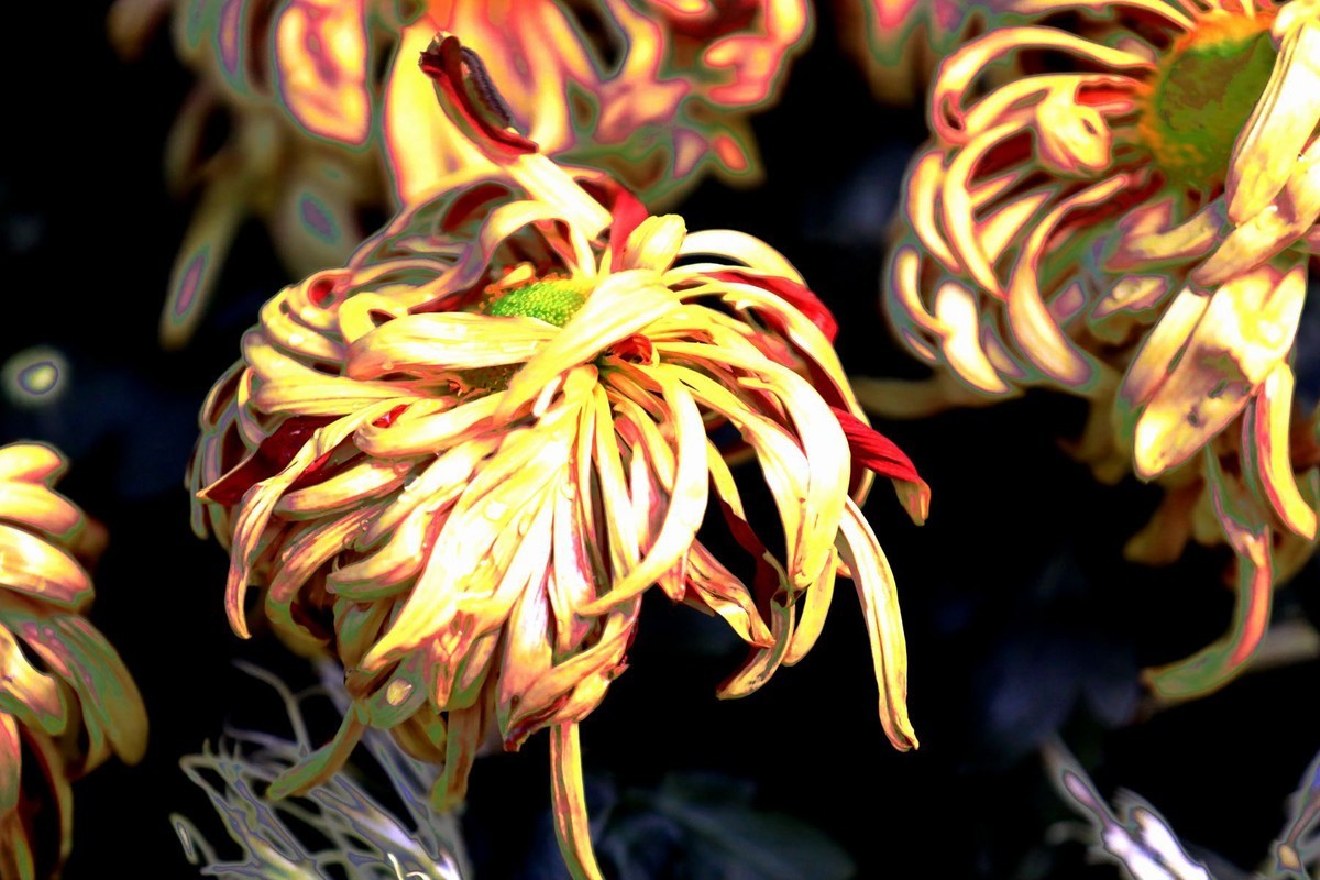 菊花22
