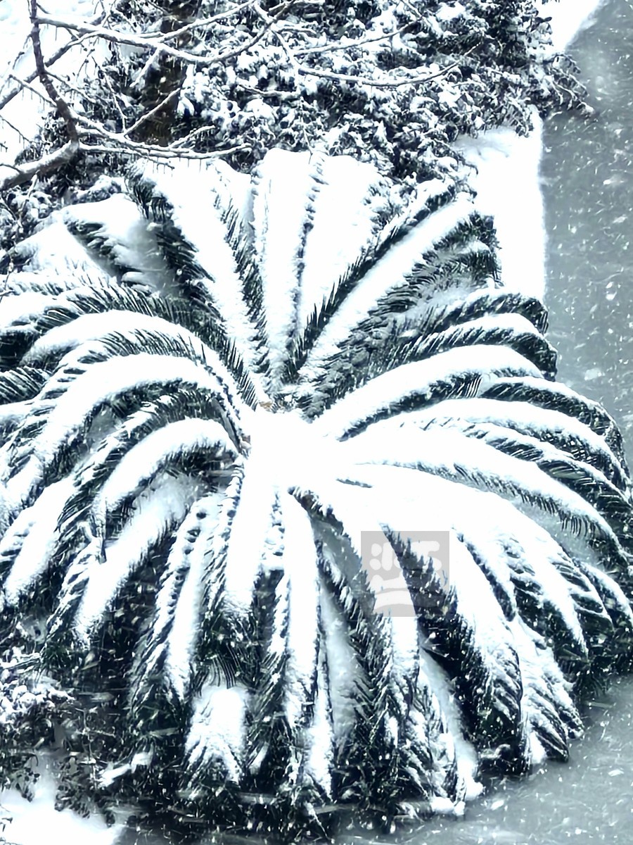 玉树琼花正立春——武汉随笔