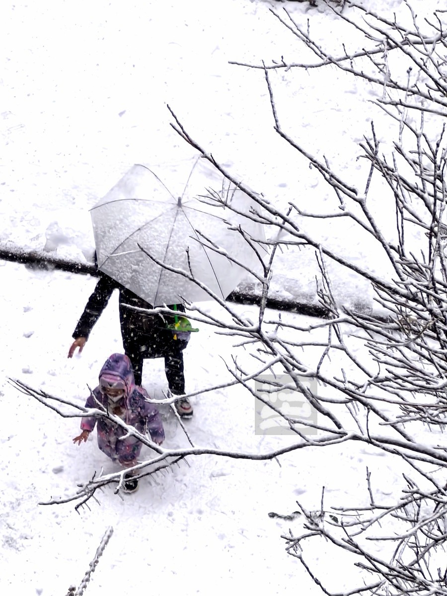 玉树琼花正立春——武汉随笔