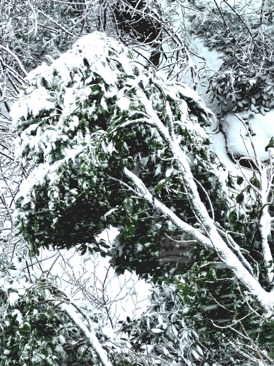 玉树琼花正立春——武汉随笔