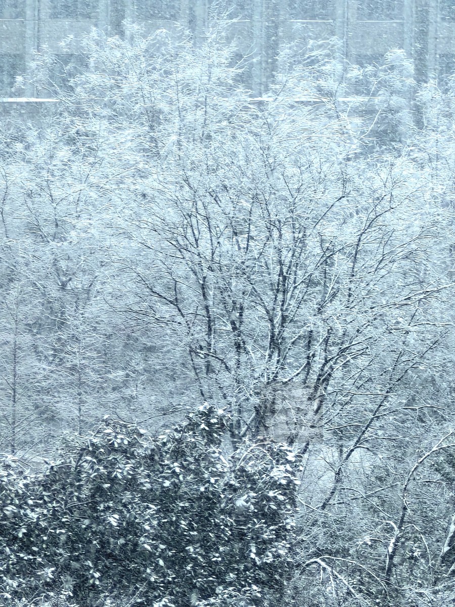 玉树琼花正立春——武汉随笔