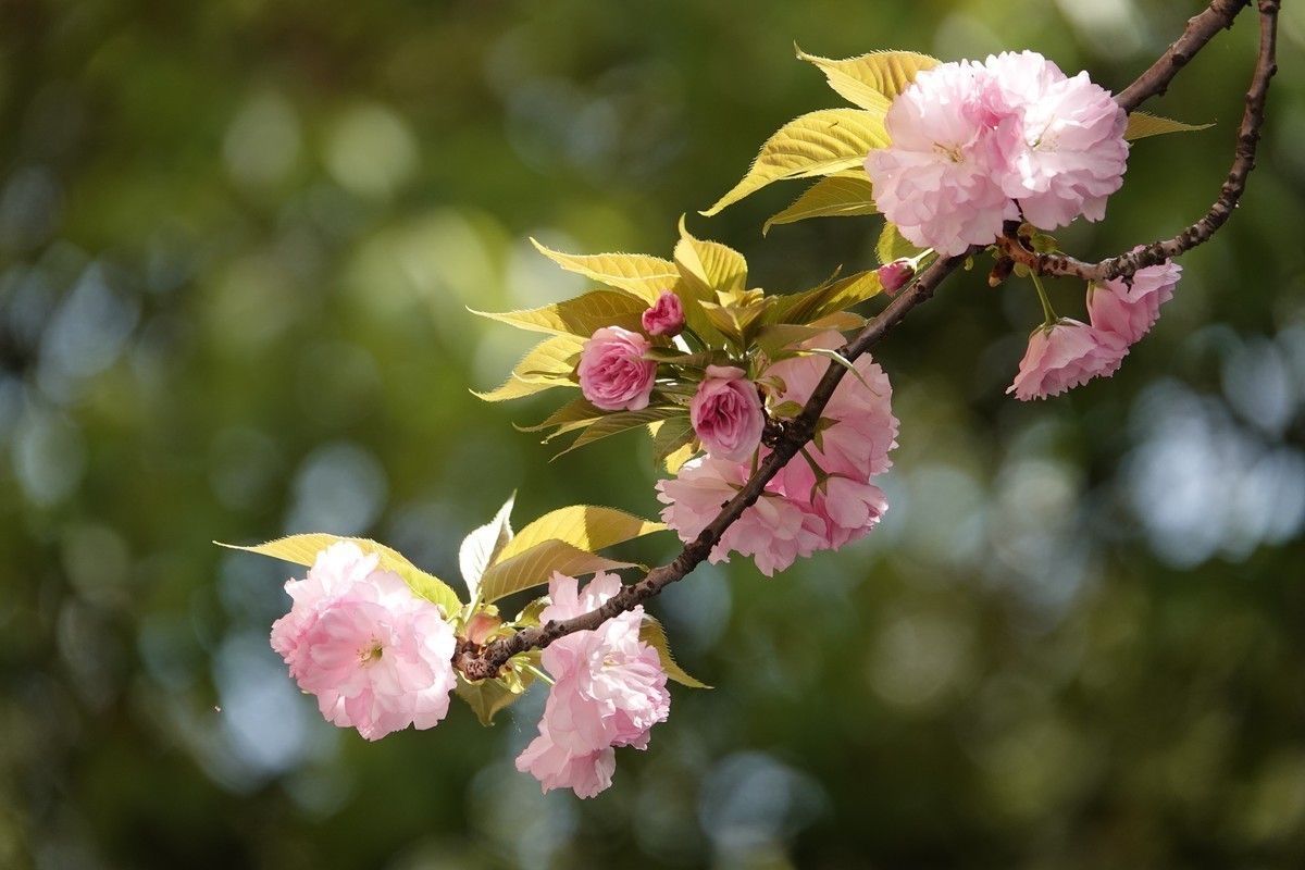 #版主坐堂#索尼大版星空(中国)2024年 3 月份优秀作品精选汇总