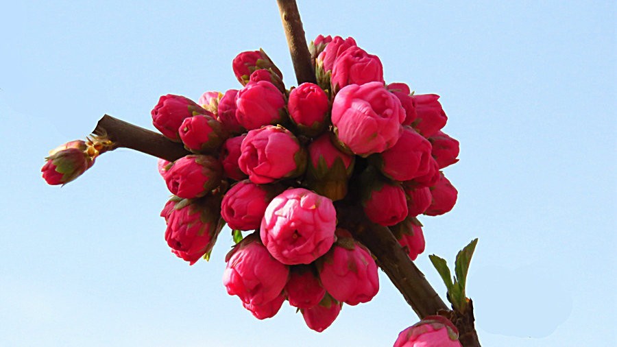 《不老松：纪实摄影》春天里百花香！