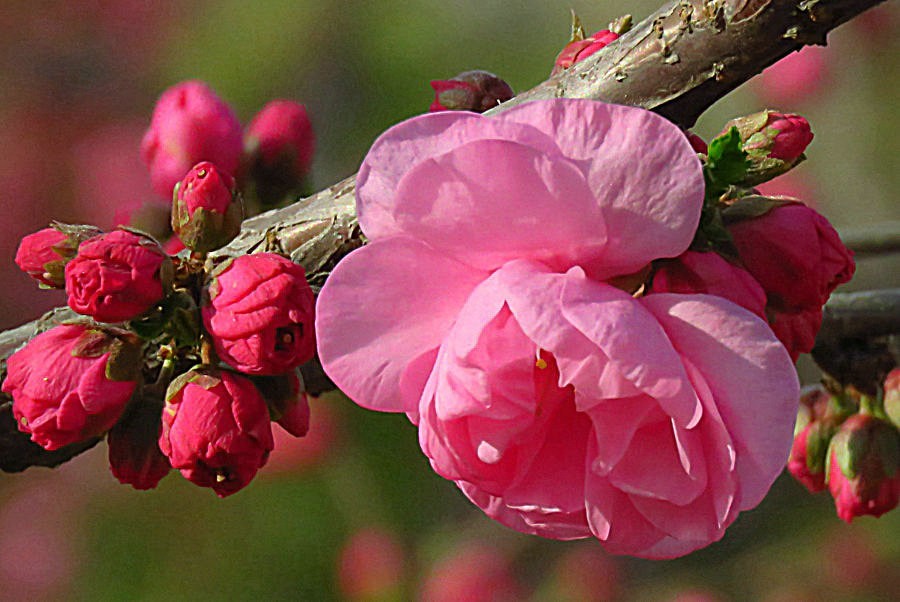 《不老松：纪实摄影》春天里百花香！