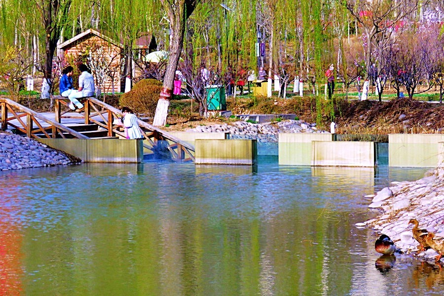 《不老松：纪实摄影》春天里百花香！