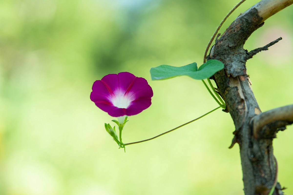 牵牛花