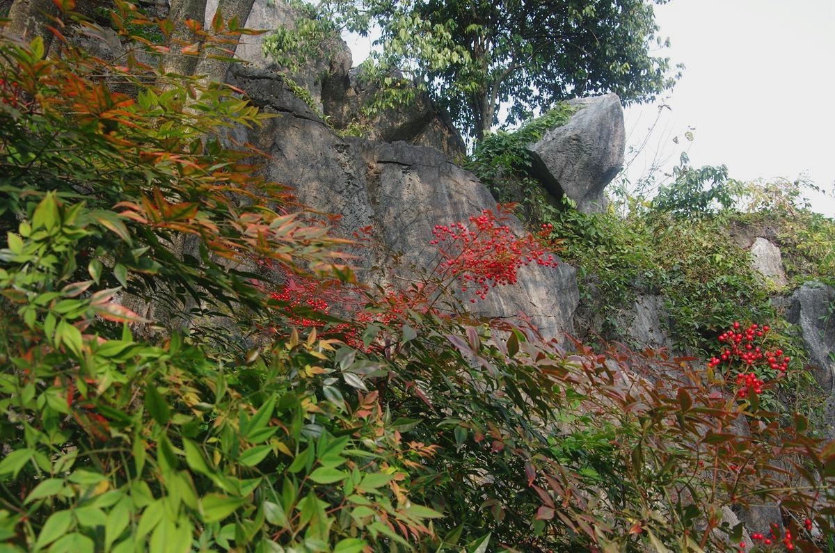 三衢石林风景区游记-4